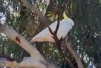 gumtree,cockatoos