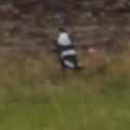 magpies