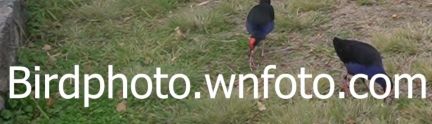 signets, swamphens